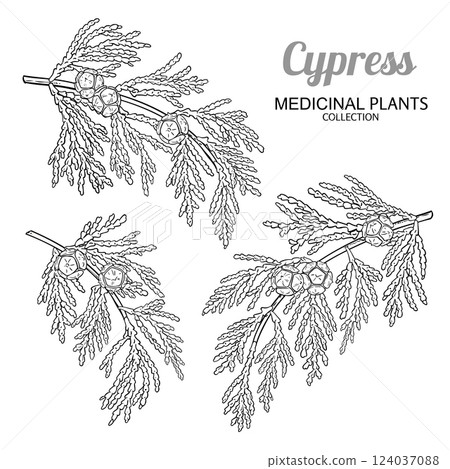 Cypress Branch with Cones Outline Illustration Cypress Branch with Cones Outline Illustration 124037088