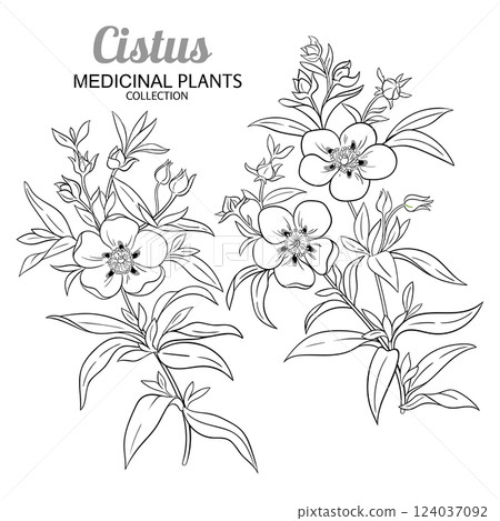 Cistus Plant with Flowers Outline Illustration 124037092
