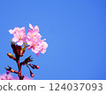 Kawazu櫻花在藍天 124037093