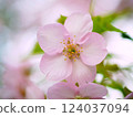 櫻花 124037094