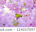 白眼戲玩河津盛開的櫻花 124037097