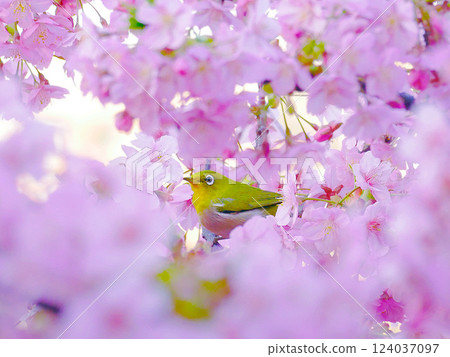 白眼戲玩河津盛開的櫻花 124037097