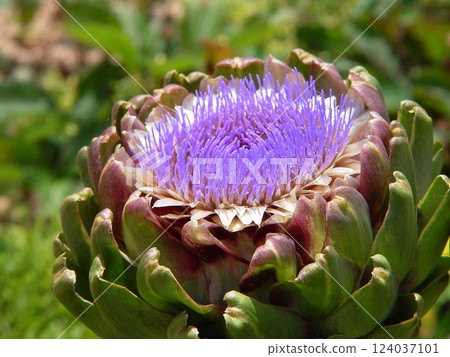 Purple artichoke flowers blooming in summer Flowers (July) Artichoke 17 124037101