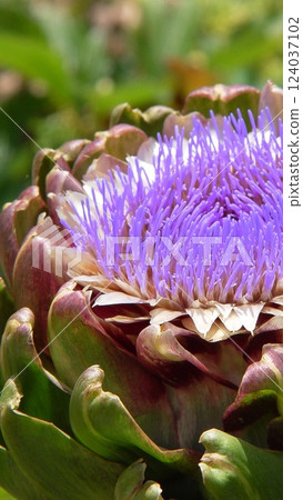 Purple artichoke flowers blooming in summer Flowers (July) Artichoke 17V9.16 124037102