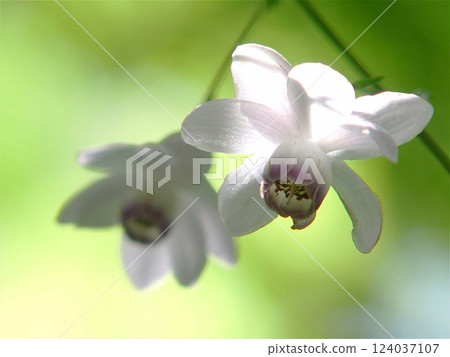 White flower Flower (August) Rengeshouma 17 White flower Flower (August) Rengeshouma 17 124037107