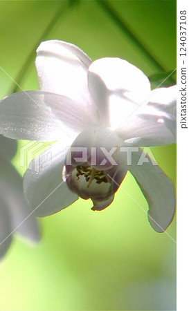 White flower Flower (August) Rengeshouma 17V9.16 124037108