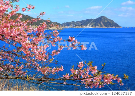 鹽浦半島（津久見市保戶島）的河津櫻花盛開 124037157