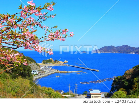 河津櫻花盛開的四浦半島（津久見市） 124037158