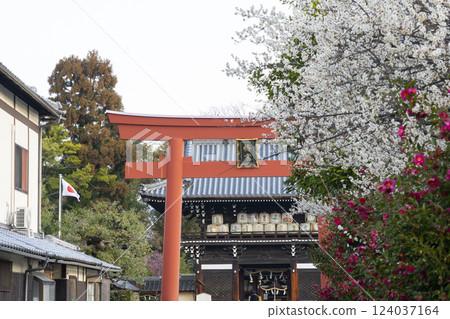 Kyoto Umemiya Taisha Shrine: Plum blossoms in full bloom and the tower gate (Zuishinmon) 124037164