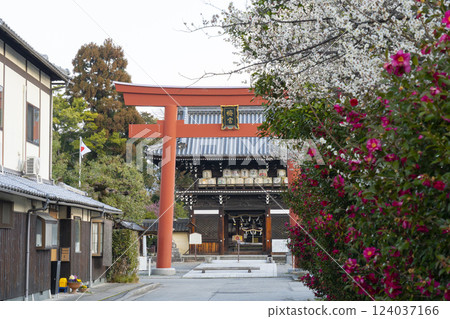Kyoto Umemiya Taisha Shrine: Plum blossoms in full bloom and the tower gate (Zuishinmon) 124037166