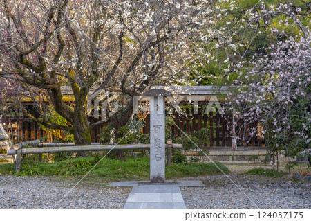 Kyoto Umemiya Taisha Shrine: Plum blossoms in full bloom and Hyakudoishi stone 124037175