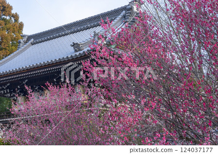 Kyoto Umemiya Taisha Shrine: Red plum blossoms in full bloom and the tower gate (Zuishinmon) Kyoto Umemiya Taisha Shrine: Red plum blossoms in full bloom and the tower gate (Zuishinmon) 124037177