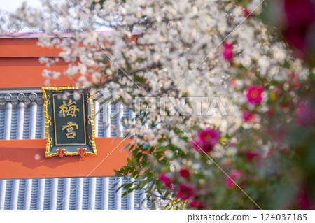 京都梅宮大社：盛開的梅花和大鳥居 124037185