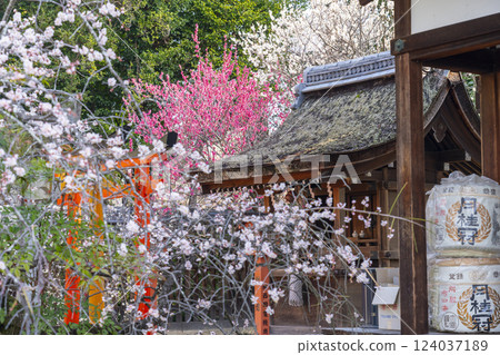 Kyoto Umemiya Taisha Shrine: Plum blossoms in full bloom and Inari Shrine 124037189