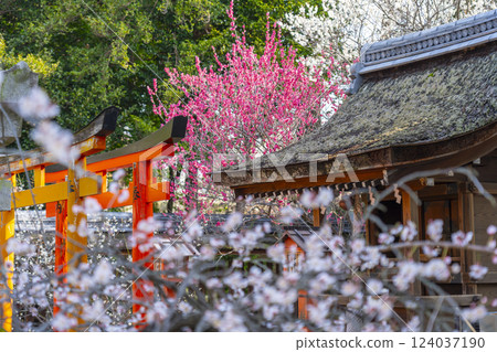 Kyoto Umemiya Taisha Shrine: Plum blossoms in full bloom and Inari Shrine 124037190