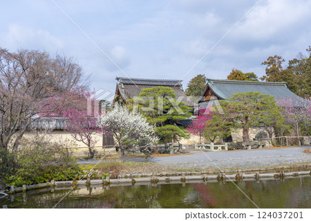 Kyoto Umemiya Taisha Shrine: Beautiful shrine gardens with plum blossoms in full bloom 124037201