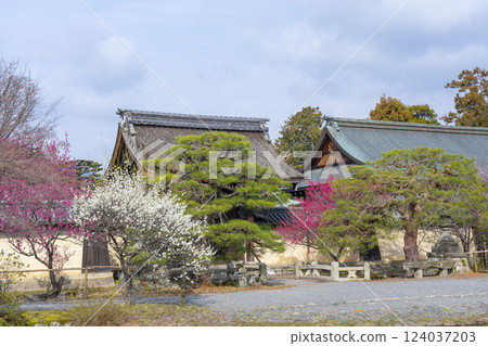 京都梅宮大社：梅花盛開的美麗神社花園 124037203