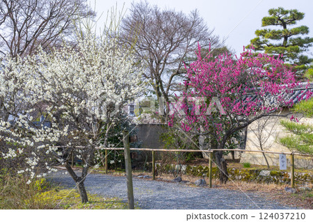 Kyoto Umemiya Taisha Shrine: Beautiful shrine gardens with plum blossoms in full bloom Kyoto Umemiya Taisha Shrine: Beautiful shrine gardens with plum blossoms in full bloom 124037210