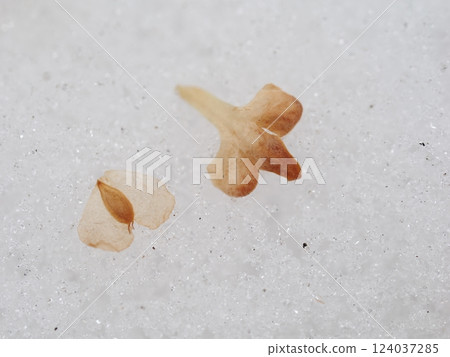 樺樹果實和種子落在雪地上 124037285