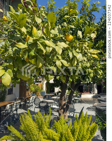 Citrus trees, courtyard of a Mediterranean cafe 124037342