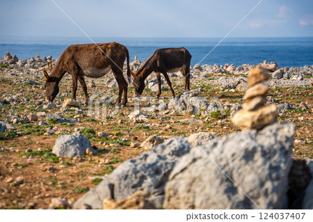 Two donkeys stand among rocky terrain with small stone cairns at the northeasternmost point of Cyprus. The image represents wildlife, travel, and the unique landscape of the Karpas Peninsula Two donkeys stand among rocky terrain with small stone cairns at the northeasternmost point of Cyprus. The image represents wildlife, travel, and the unique landscape of the Karpas Peninsula 124037407