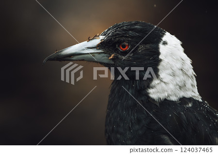 Australian Magpie 124037465