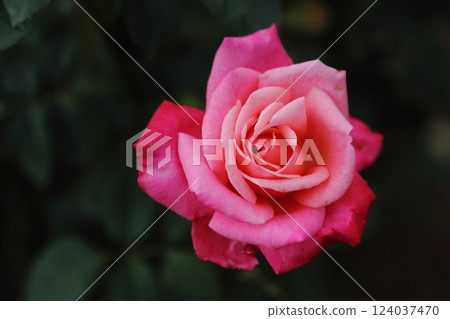Arao City Ominous Citizen Flower Bed Rose Flower, 124037470