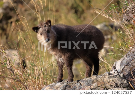 Hida River and Japanese serow Hida River and Japanese serow 124037527