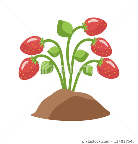 Strawberry bush with ripe red berries. The botanical vector illustration is isolated. For postcards, design or decor 124037543