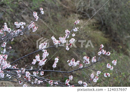 Pale pink plum blossoms blooming in the park in early spring Pale pink plum blossoms blooming in the park in early spring 124037697