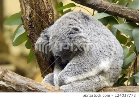 Koala Koala 124037778