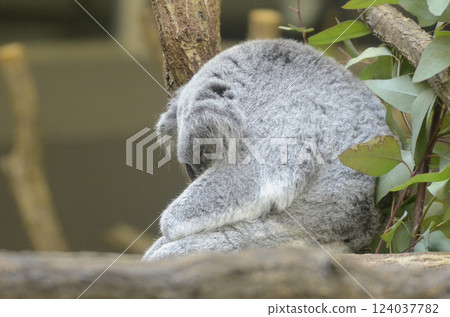 Koala 124037782