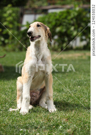 Amazing puppy of Borzoi sitting on the grass Amazing puppy of Borzoi sitting on the grass 124038032