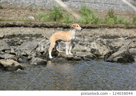 Puppy of Russian Hunting Sighthound Puppy of Russian Hunting Sighthound 124038044