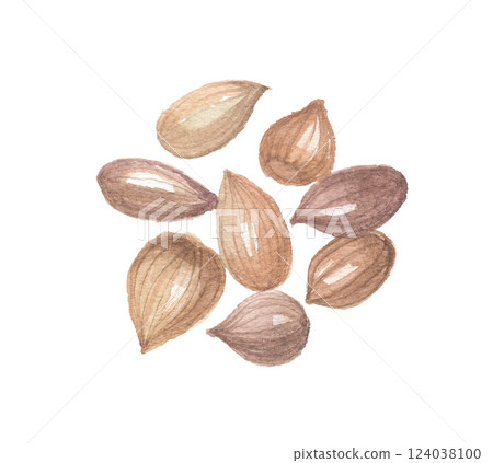 Watercolor painting of peach seeds, peach kernels 124038100