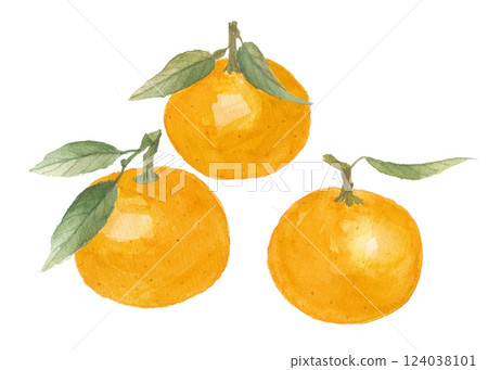 Watercolor orange, daidai, 3 pieces 124038101