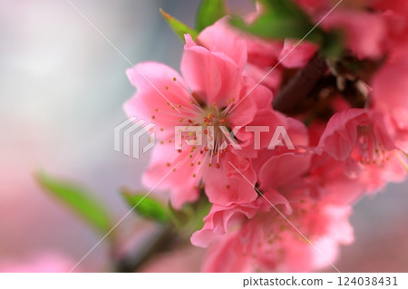 Cherry petals 124038431