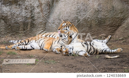 說謊的虎媽和虎崽 124038669