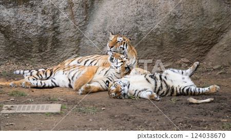 說謊的虎媽和虎崽 124038670