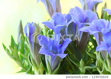 Gentian, blue-purple flower, close-up Gentian, blue-purple flower, close-up 124038826