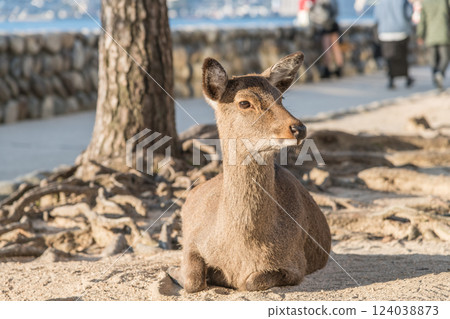 [World Heritage Site: Deers of Miyajima in Aki] 124038873