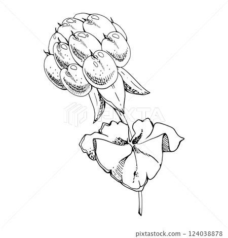 Cloudberry raspberry with plant leaves on stem, line ripe Scandinavian forest berry hand drawn vector ink. Isolated botanical illustration for restaurant, dessert cafe menu, wedding, farmers market Cloudberry raspberry with plant leaves on stem, line ripe Scandinavian forest berry hand drawn vector ink. Isolated botanical illustration for restaurant, dessert cafe menu, wedding, farmers market 124038878