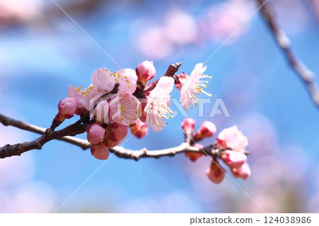 藍天映襯下的杏花 124038986