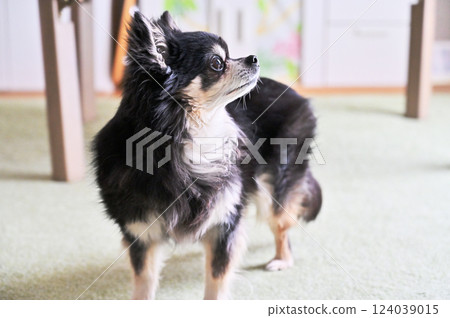 客廳裡的吉娃娃 124039015