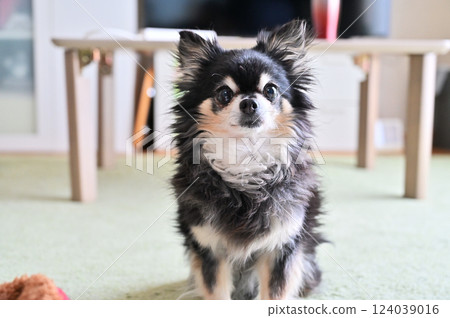 Chihuahua in the living room Chihuahua in the living room 124039016