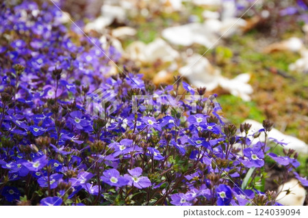 維羅妮卡·牛津藍 124039094