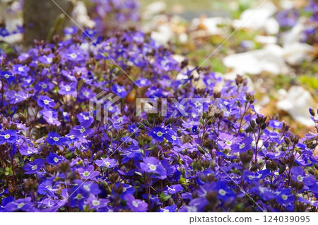 維羅妮卡·牛津藍 124039095