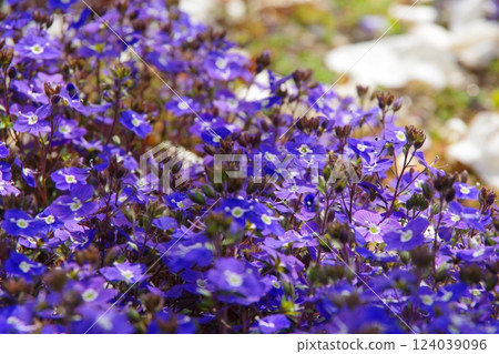 維羅妮卡·牛津藍 124039096