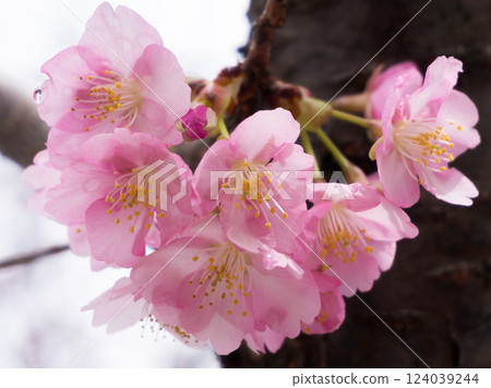 Cherry blossoms Cherry blossoms 124039244