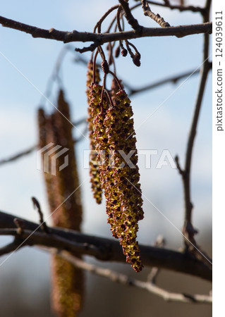 Small branch of black alder Alnus glutinosa with male catkins and female red flowers. Blooming alder in spring beautiful natural background with clear earrings and blurred background 124039611